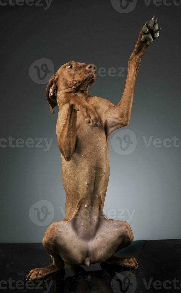 Hungarian vizsla fighting in a gray studio photo