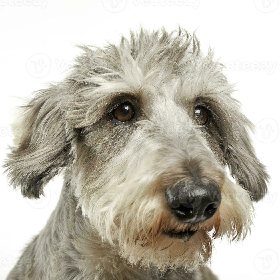 Wired hair dachshund portrait in white background photo