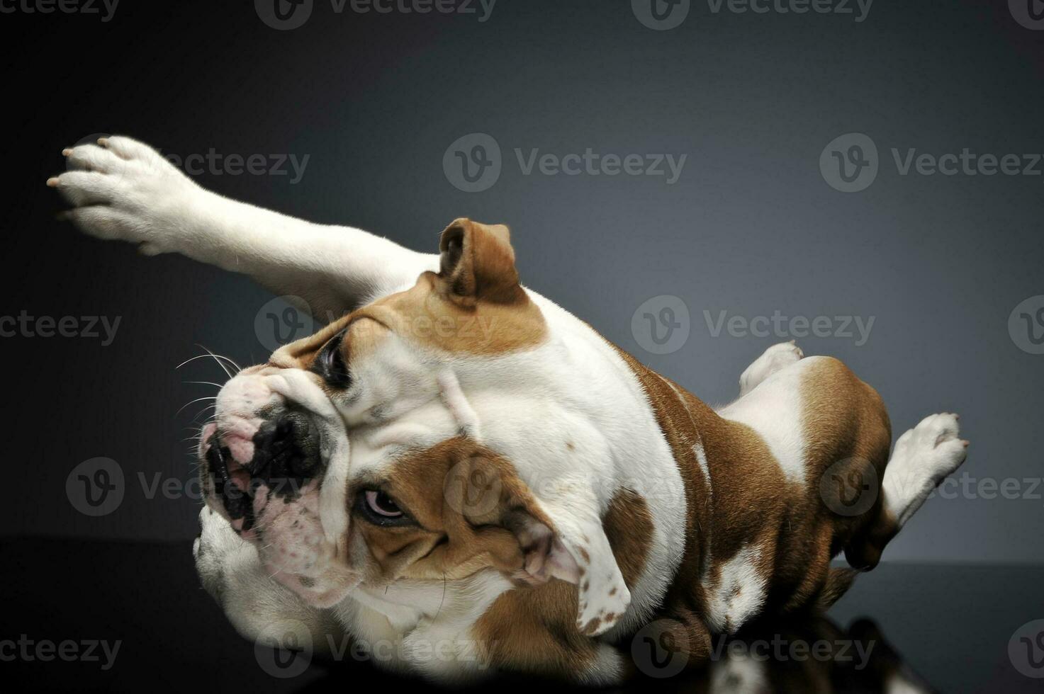 English Bulldoghaving fun in a gray photo studio