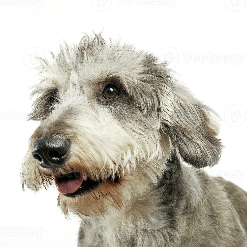 Wired hair dachshund portrait in white background photo