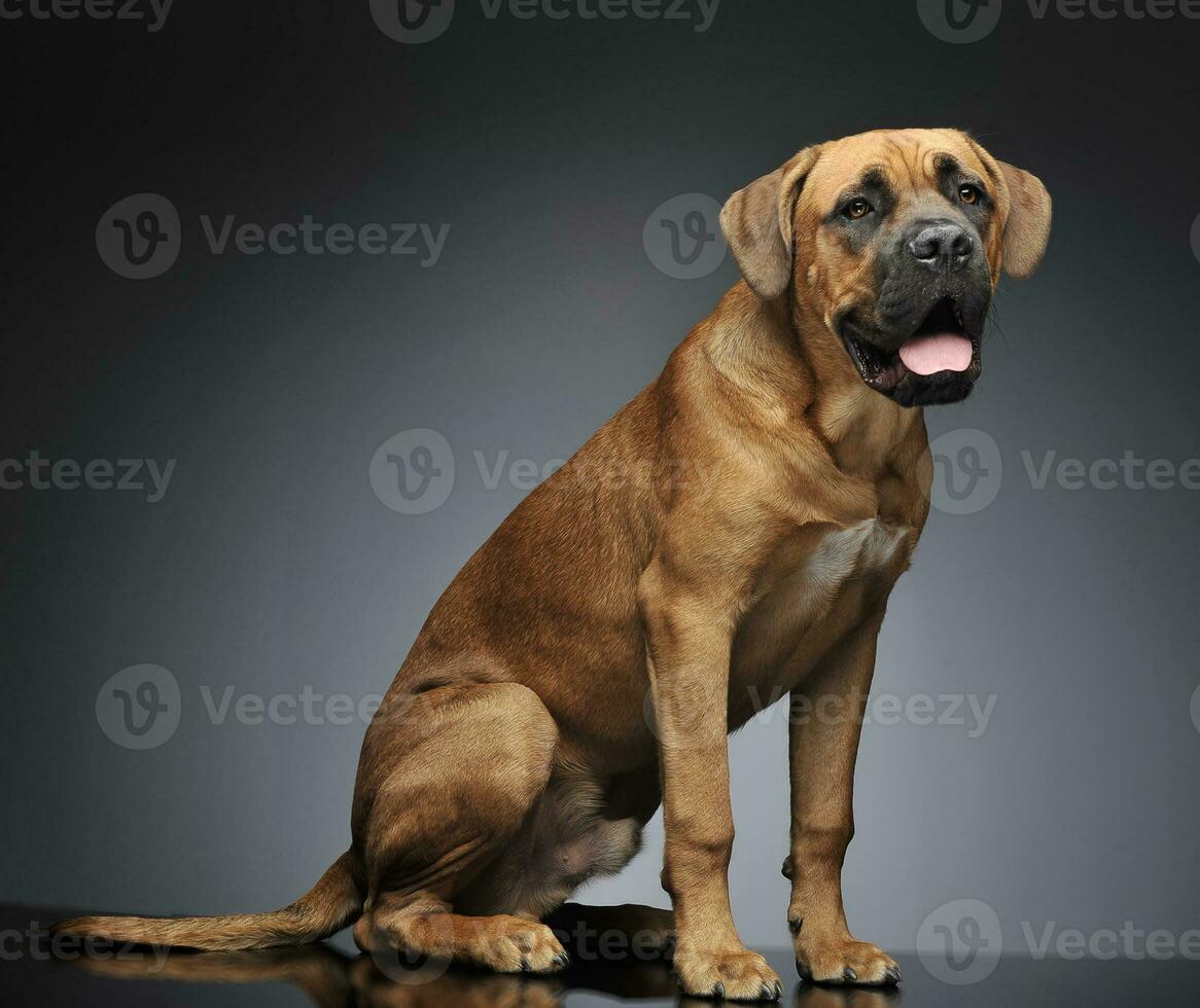 Puppy Cane Corso sitting in gray background photo studio