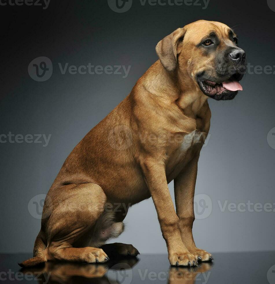 Puppy Cane Corso sitting in gray background photo studio