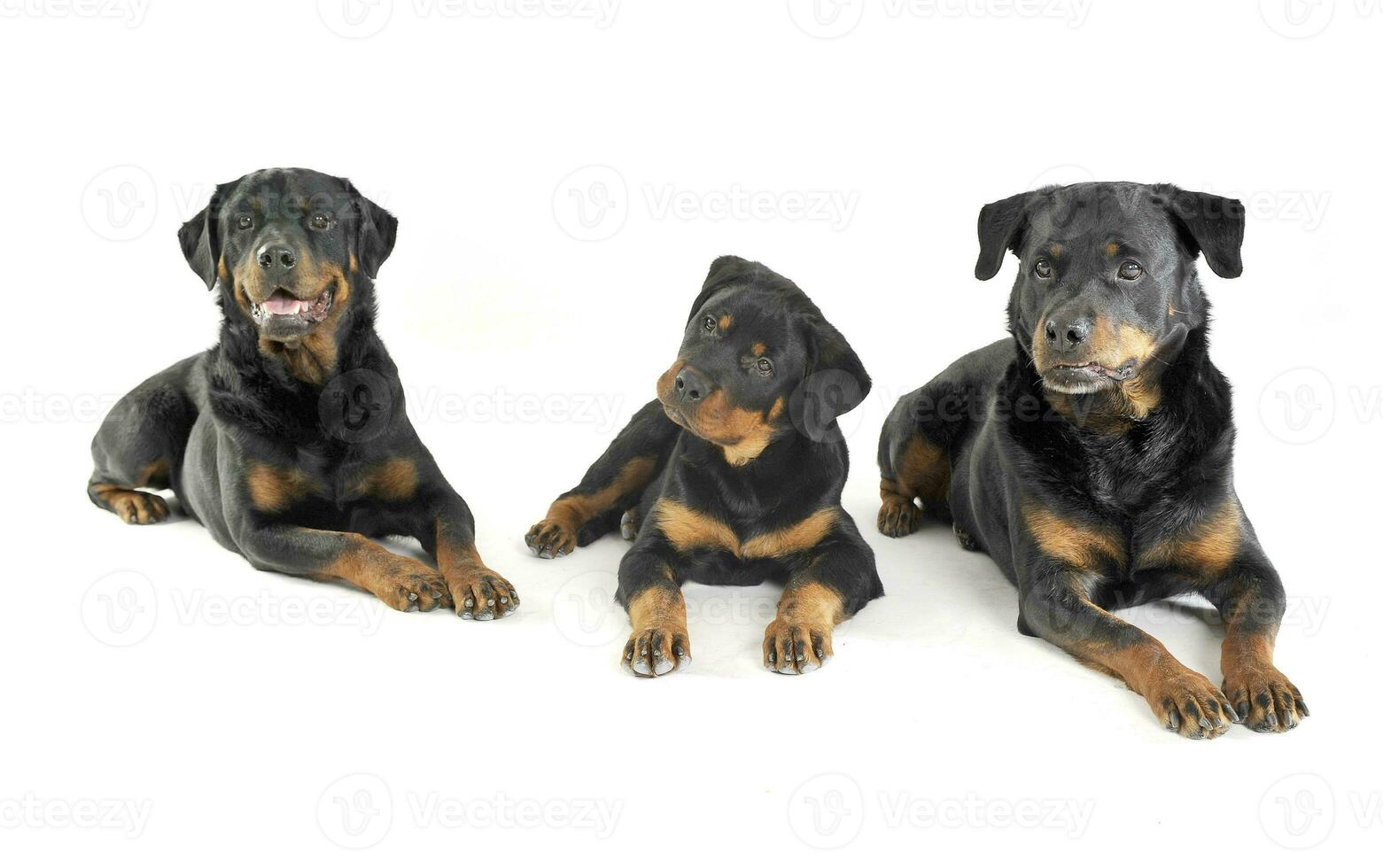 Three Rottweilers are lying in the white studio floor photo