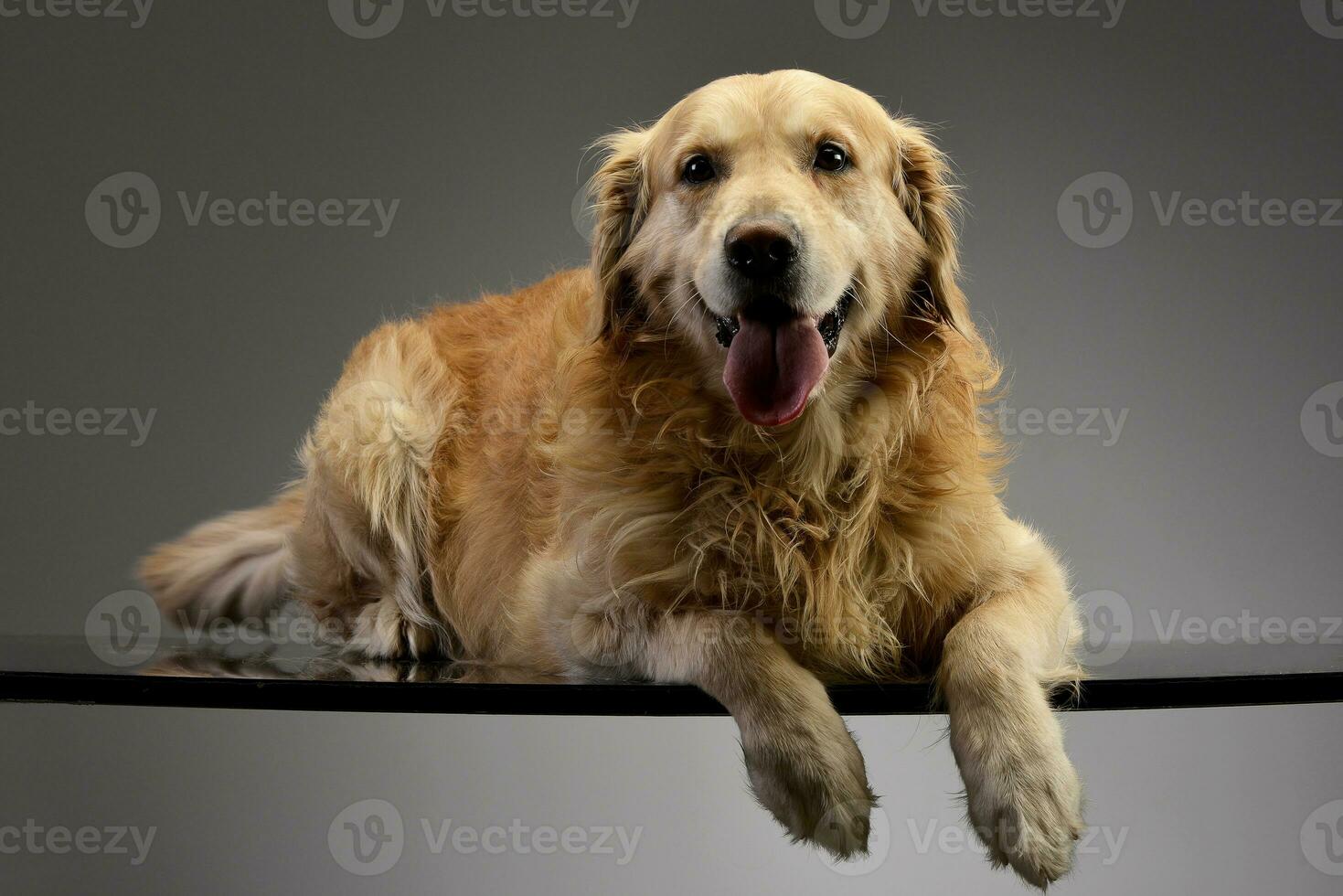 Studio shot of an adorable Golden retriever photo