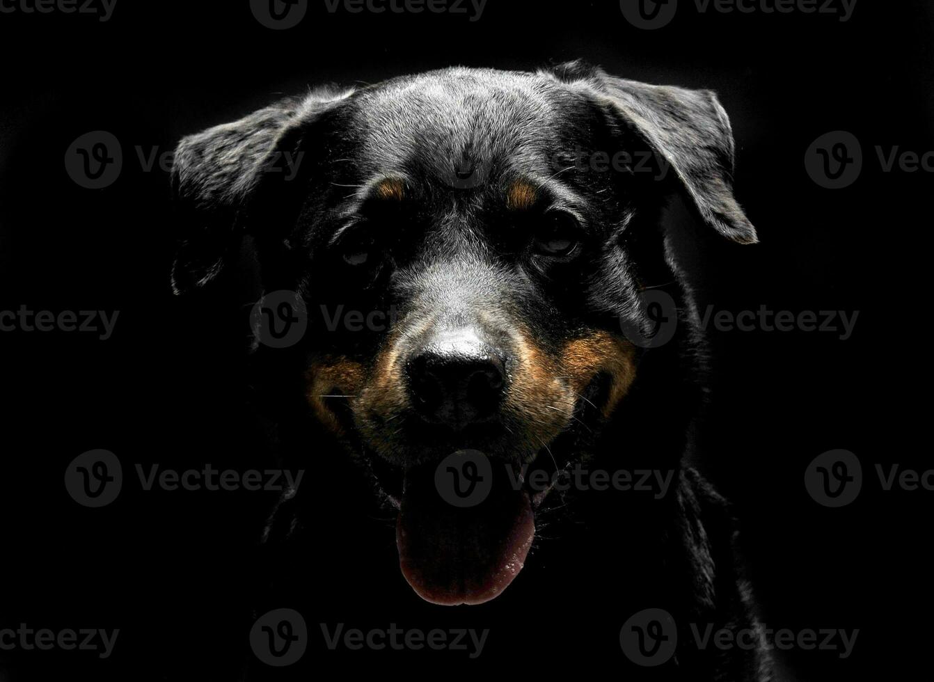 Rottweiler retrato en el negro foto estudio