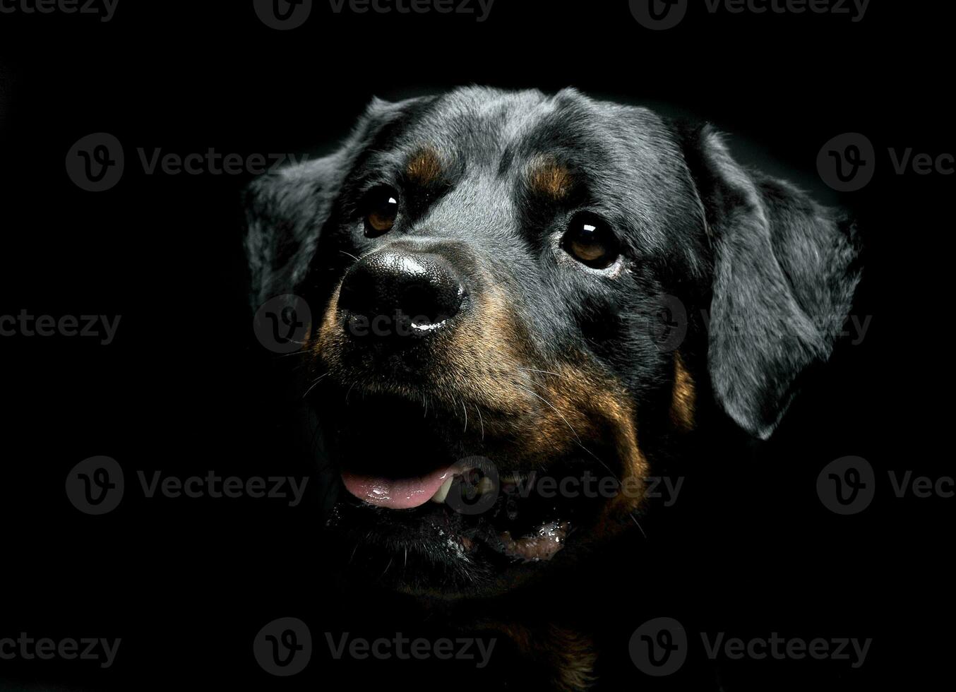 Rottweiler portrait in the balck photo studio