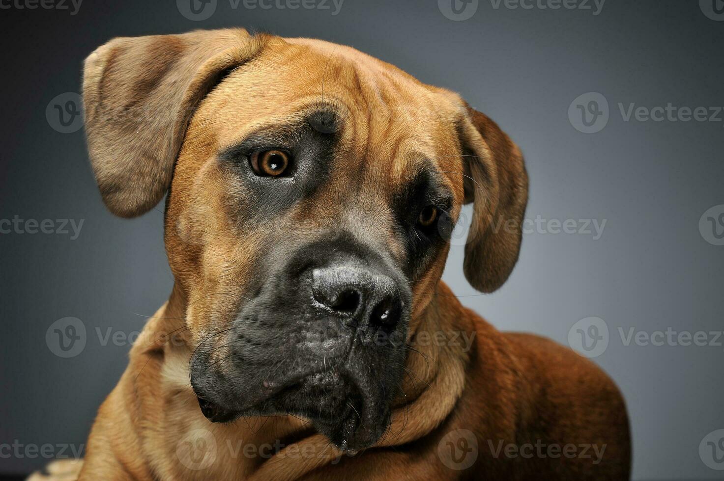 Puppy Cane Corso in gray background photo studio