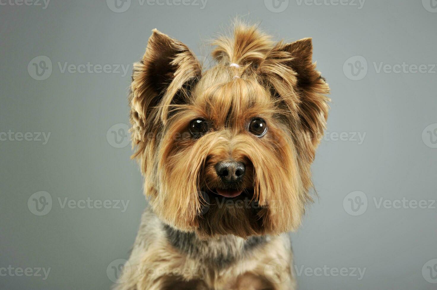Portrait of an adorable Yorkshire Terrier photo