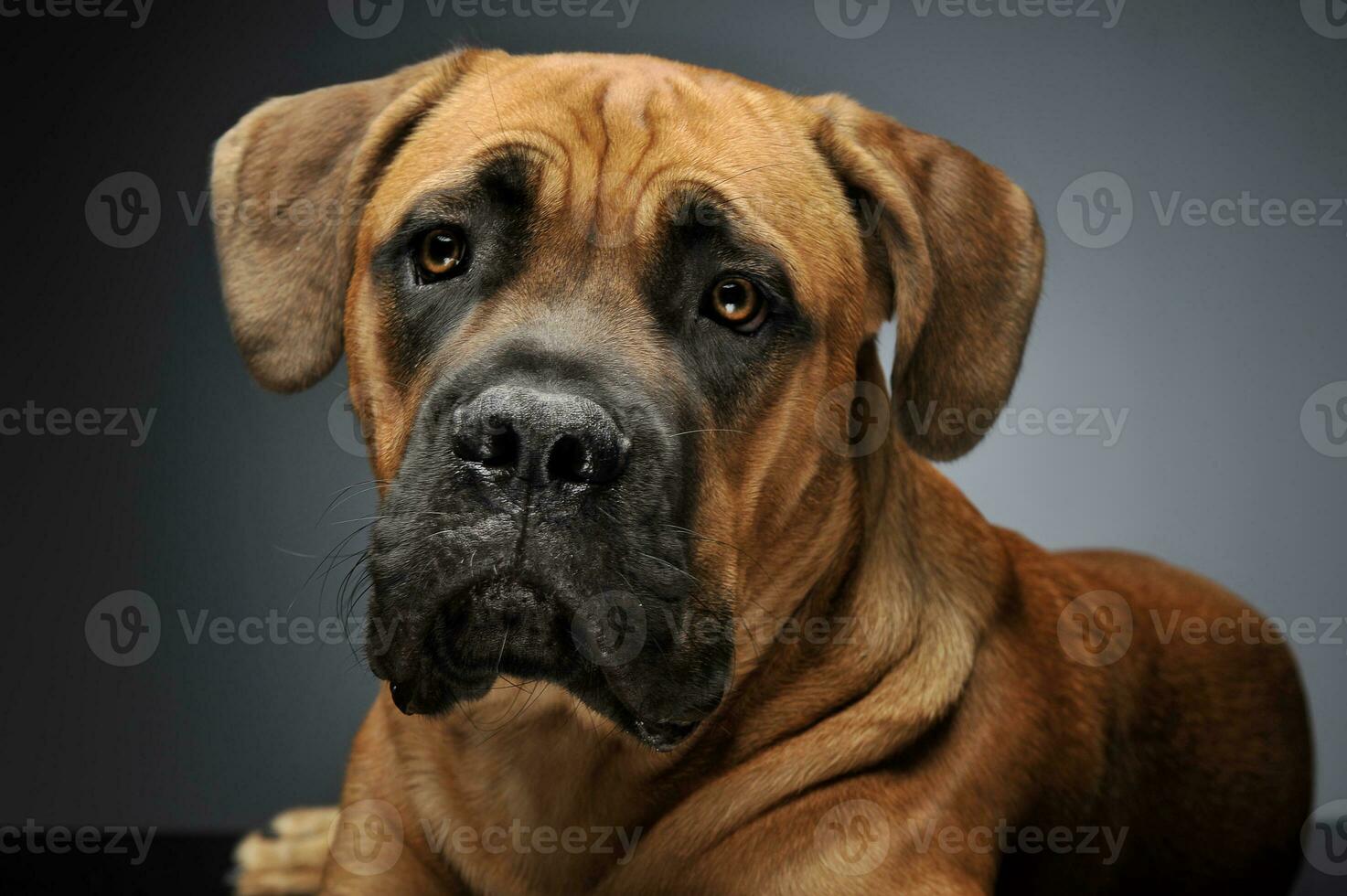 Puppy Cane Corso in gray background photo studio