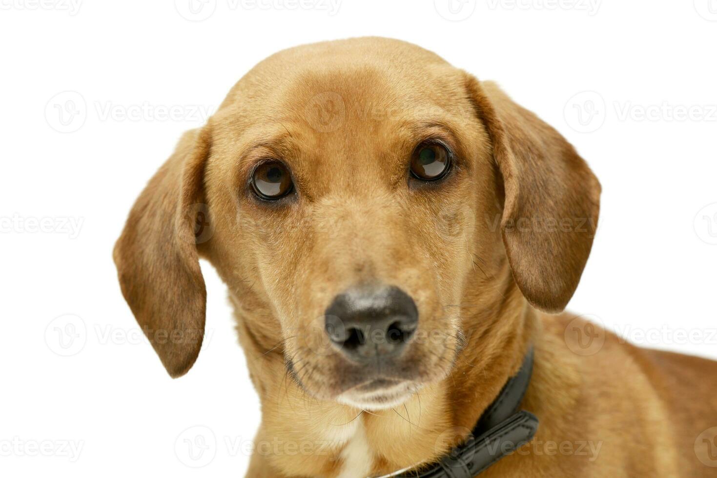 Portrait of an adorable mixed breed dog photo