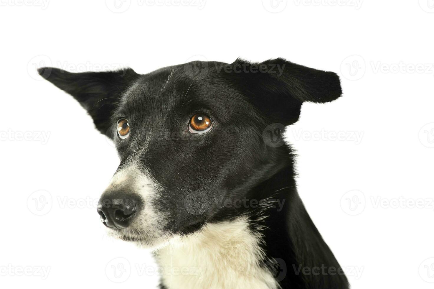 Mixed breed black dog in a white background photo