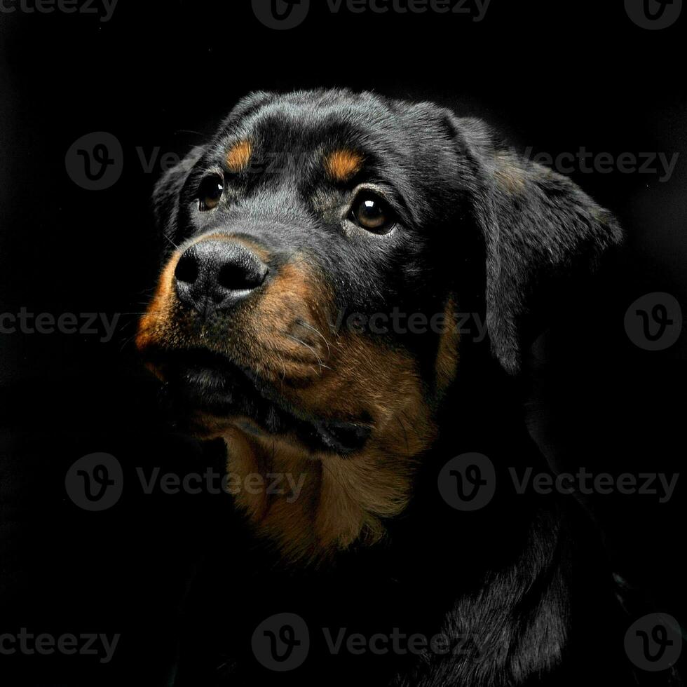 Rottweiler portrait in the balck photo studio