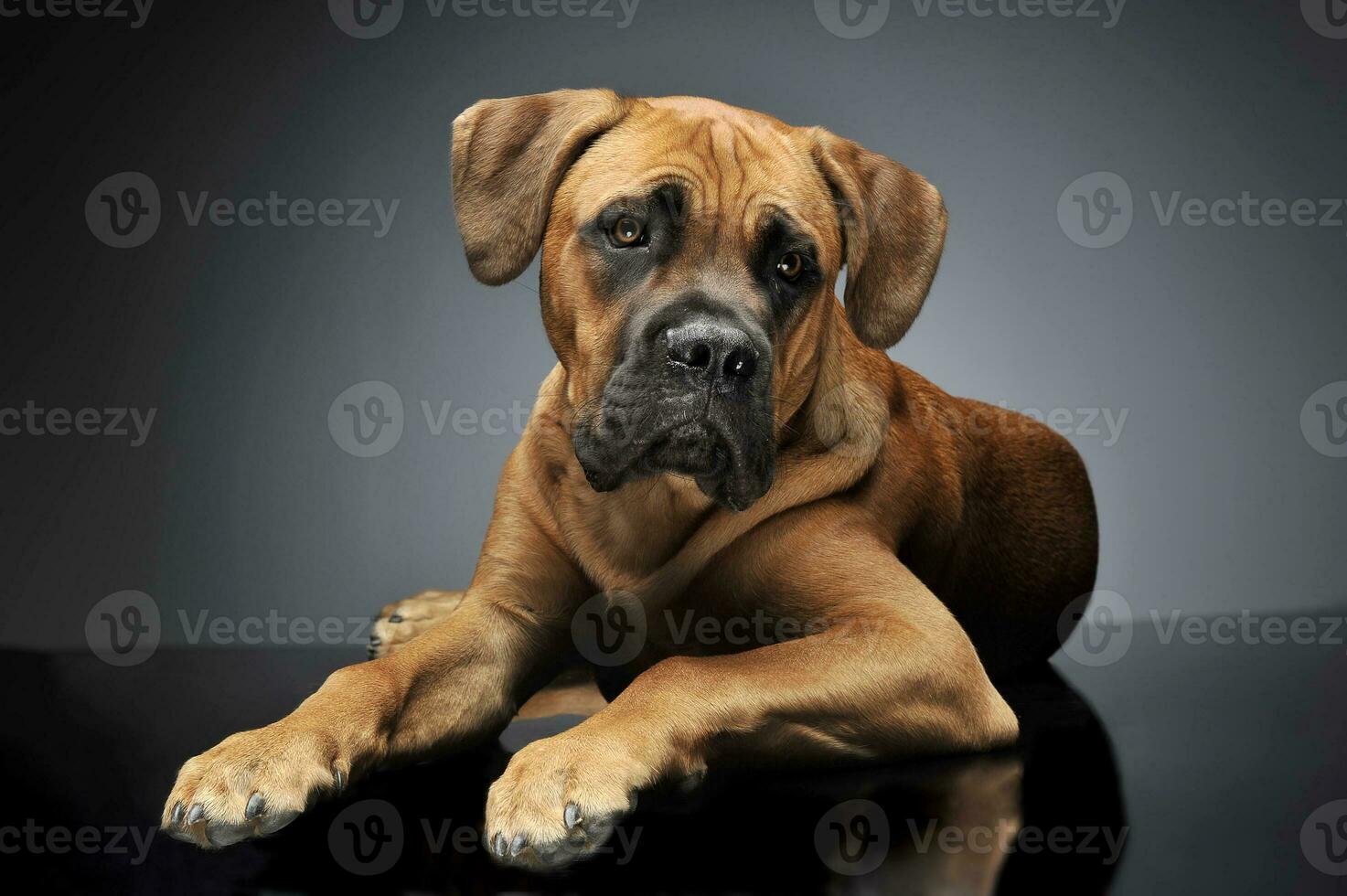 Puppy Cane Corso in gray background photo studio