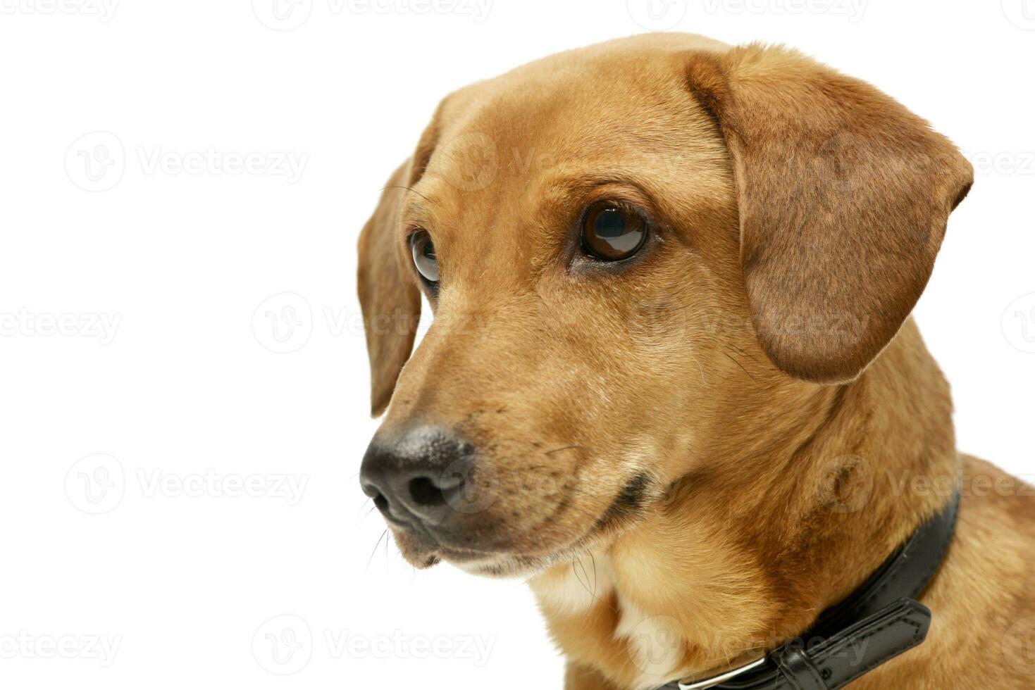 Portrait of an adorable mixed breed dog photo