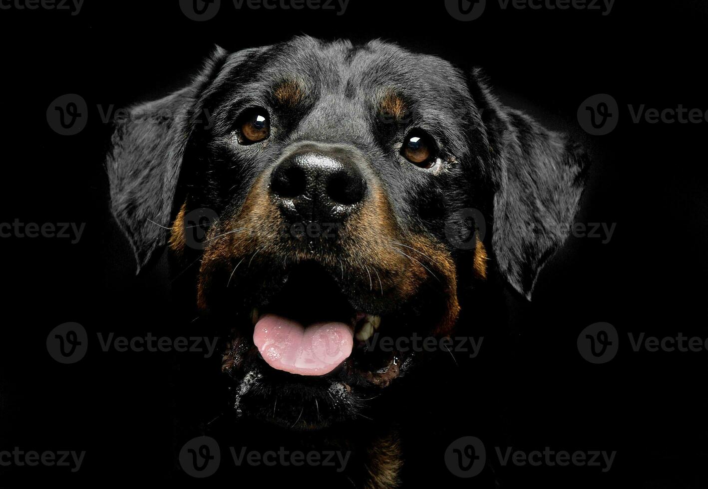 Rottweiler portrait in the balck photo studio