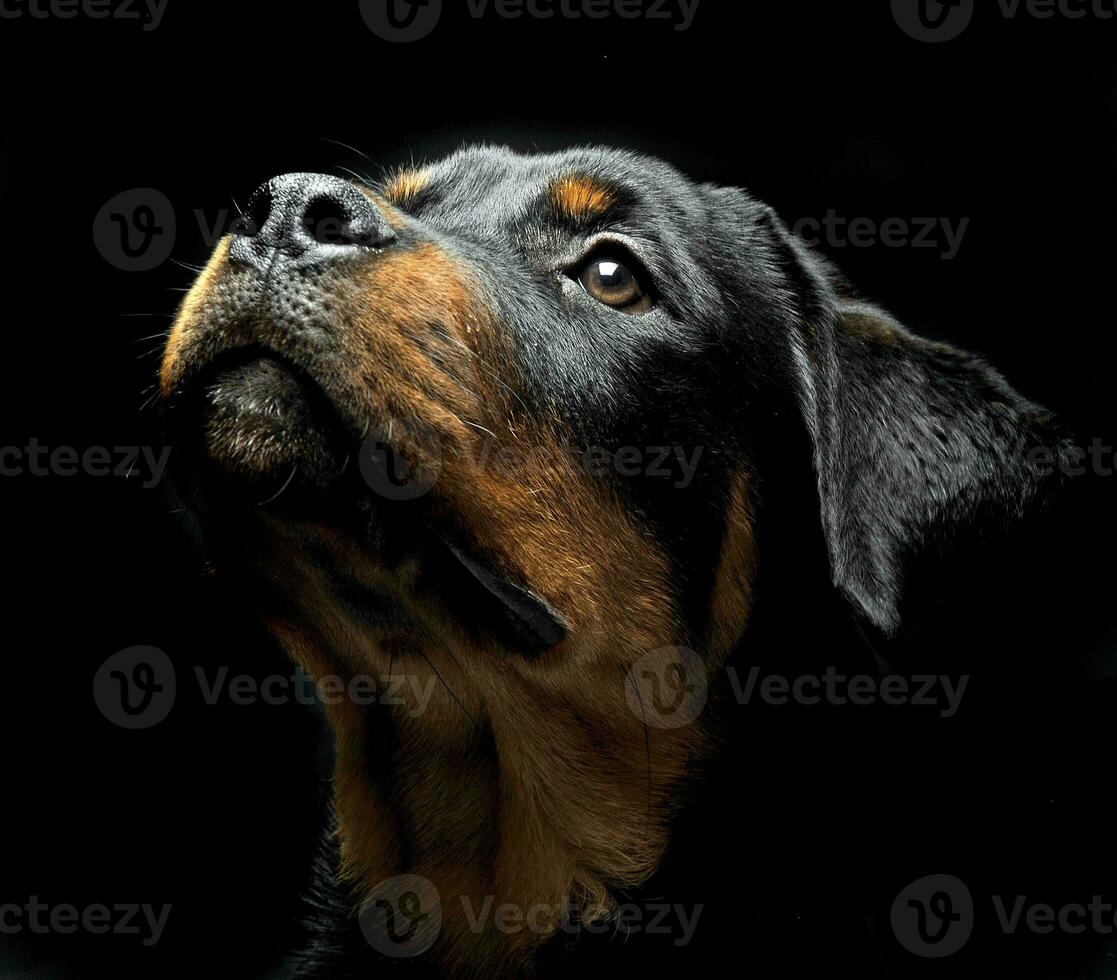 Rottweiler portrait in the balck photo studio