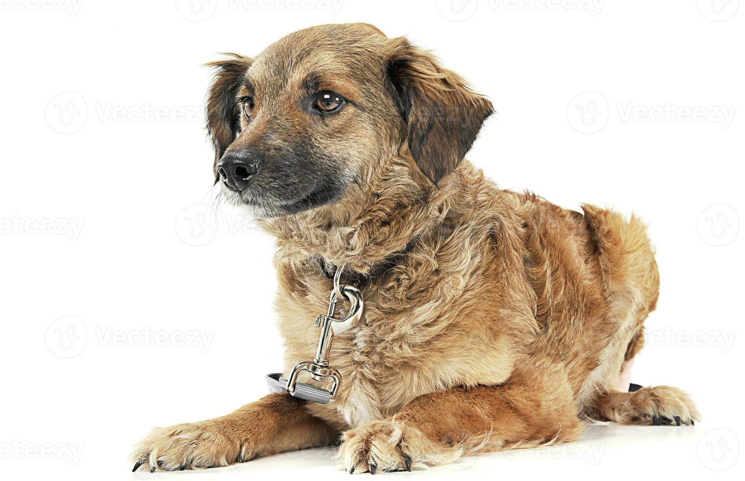 Mixed breed brown dog portre in white studio photo