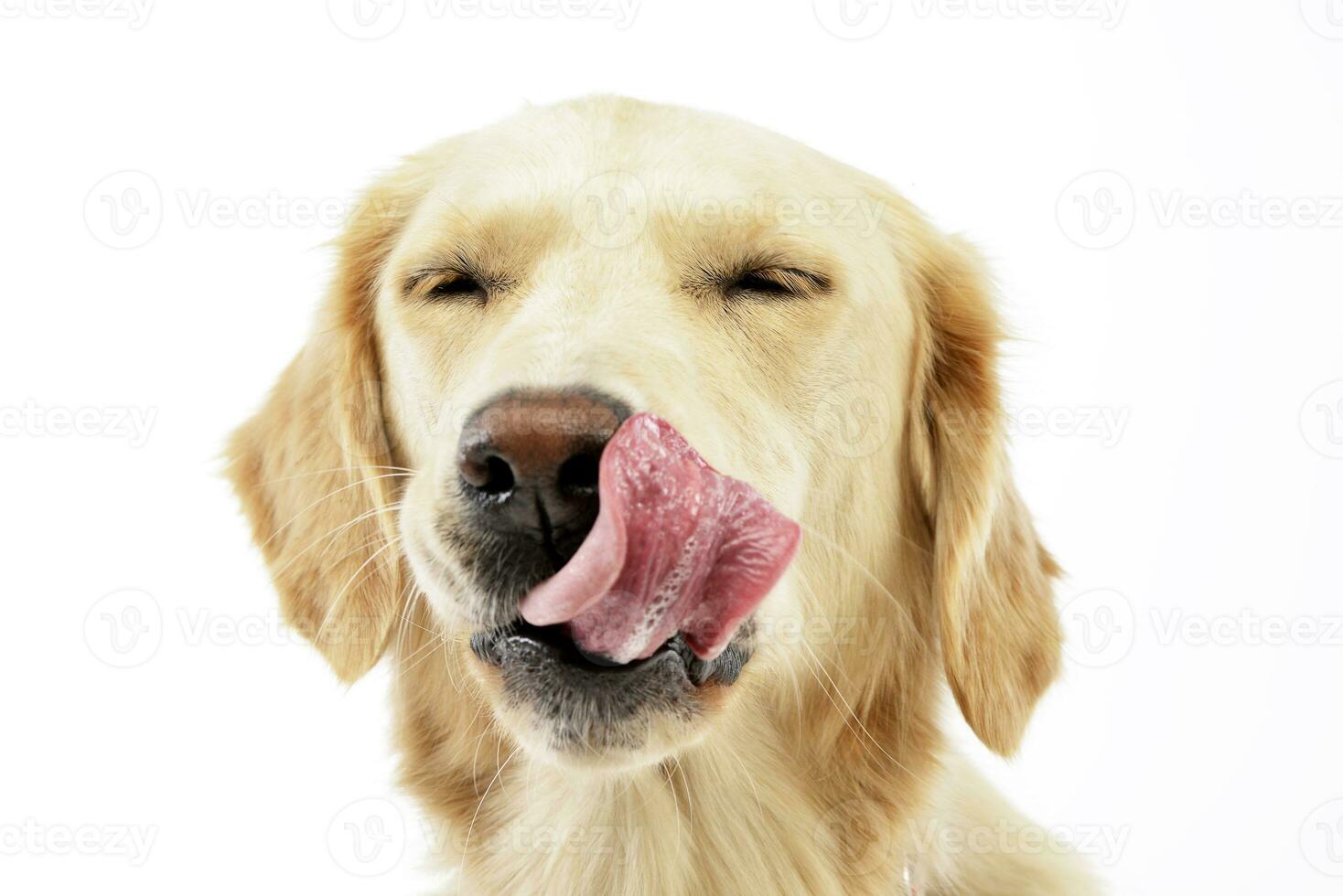 An adorable Golden retriever puppy licking her lips photo