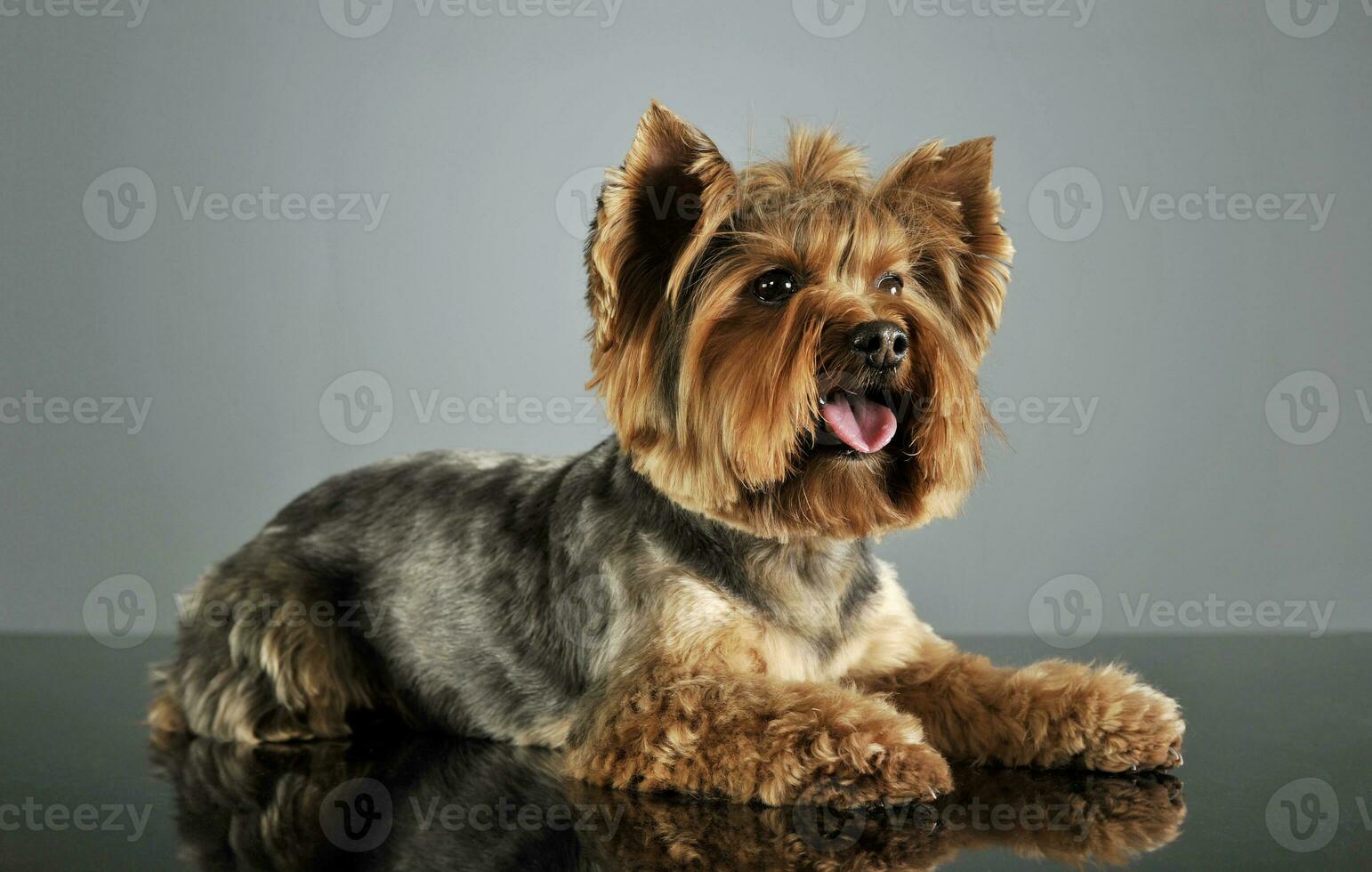 Studio shot of and adorable Yorkshire Terrier photo