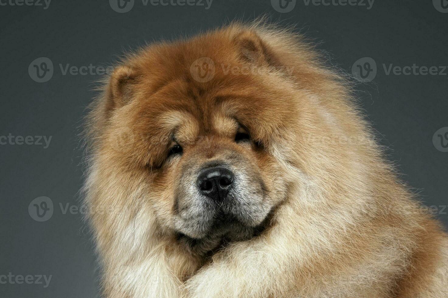 perro chino perro chino en un gris foto estudio