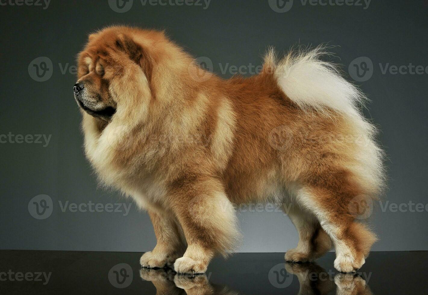 Studio shot of an adorable chow chow standing and looking curiously photo