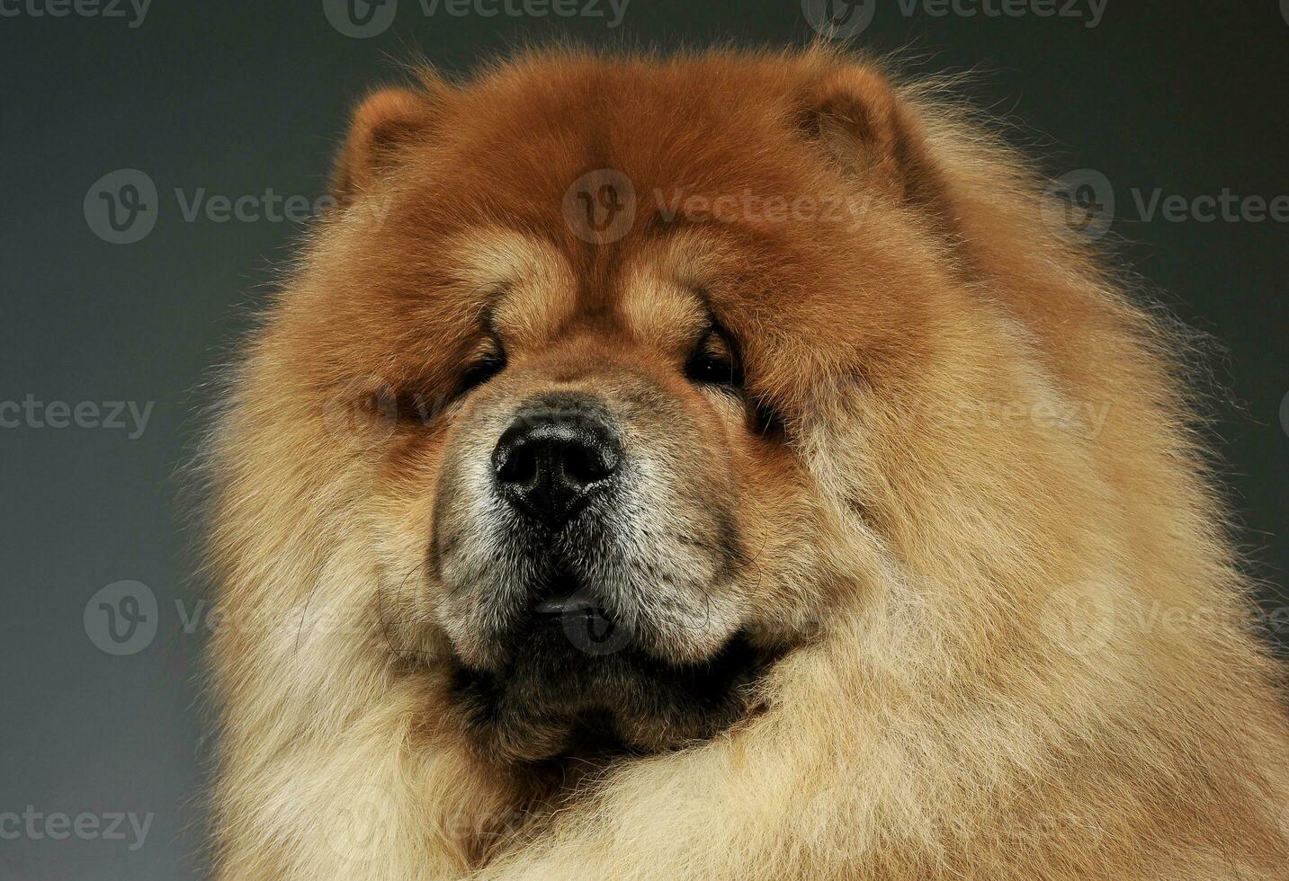 Portrait of an adorable chow chow looking curiously at the camera photo