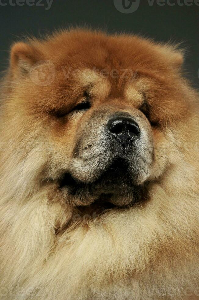 retrato de un adorable perro chino perro chino mirando curiosamente foto