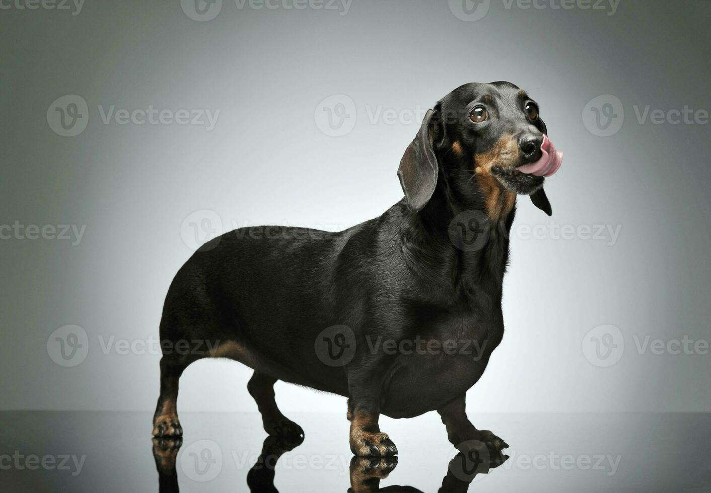 Studio shot of an adorable black and tan short haired Dachshund licking her lips photo
