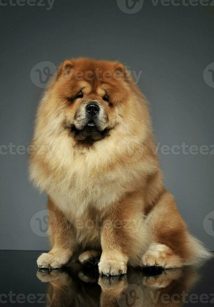 estudio Disparo de un adorable perro chino perro chino sentado y mirando curiosamente a el cámara foto