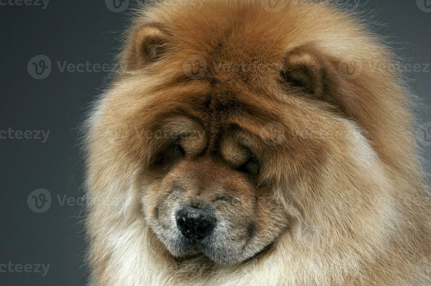 perro chino perro chino en un gris foto estudio