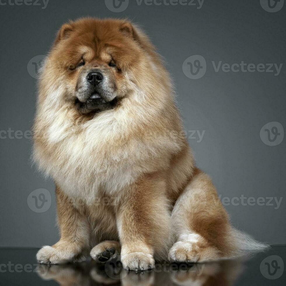 perro chino perro chino en un gris foto estudio
