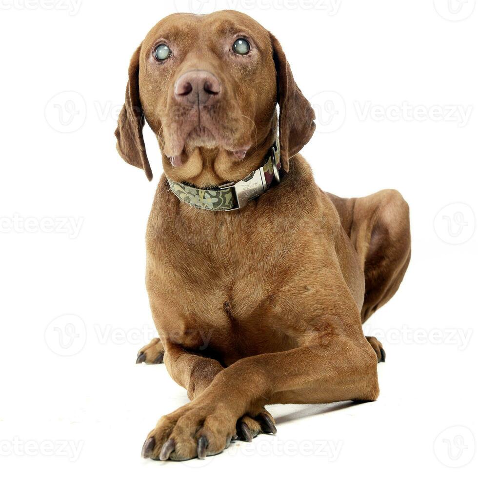Old blind hungarian vizsla in a white photo studio