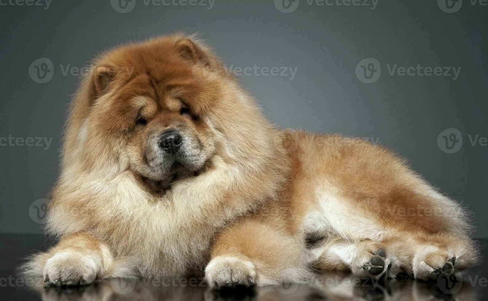 Chow chow in a gray photo studio
