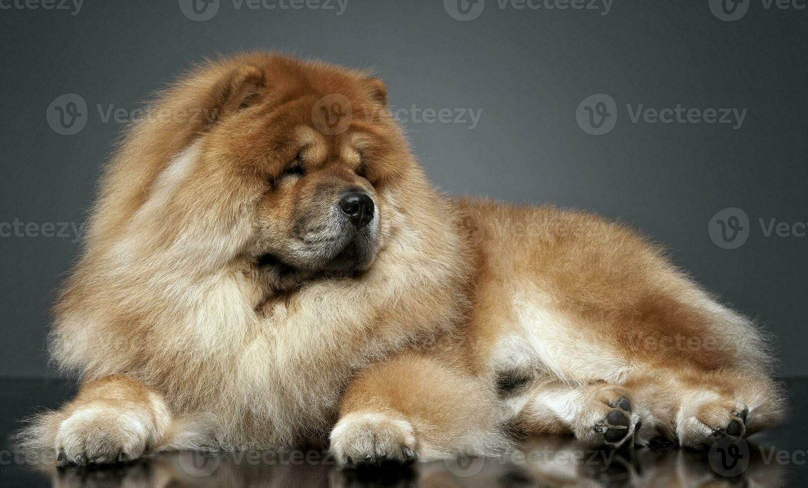 perro chino perro chino en un gris foto estudio