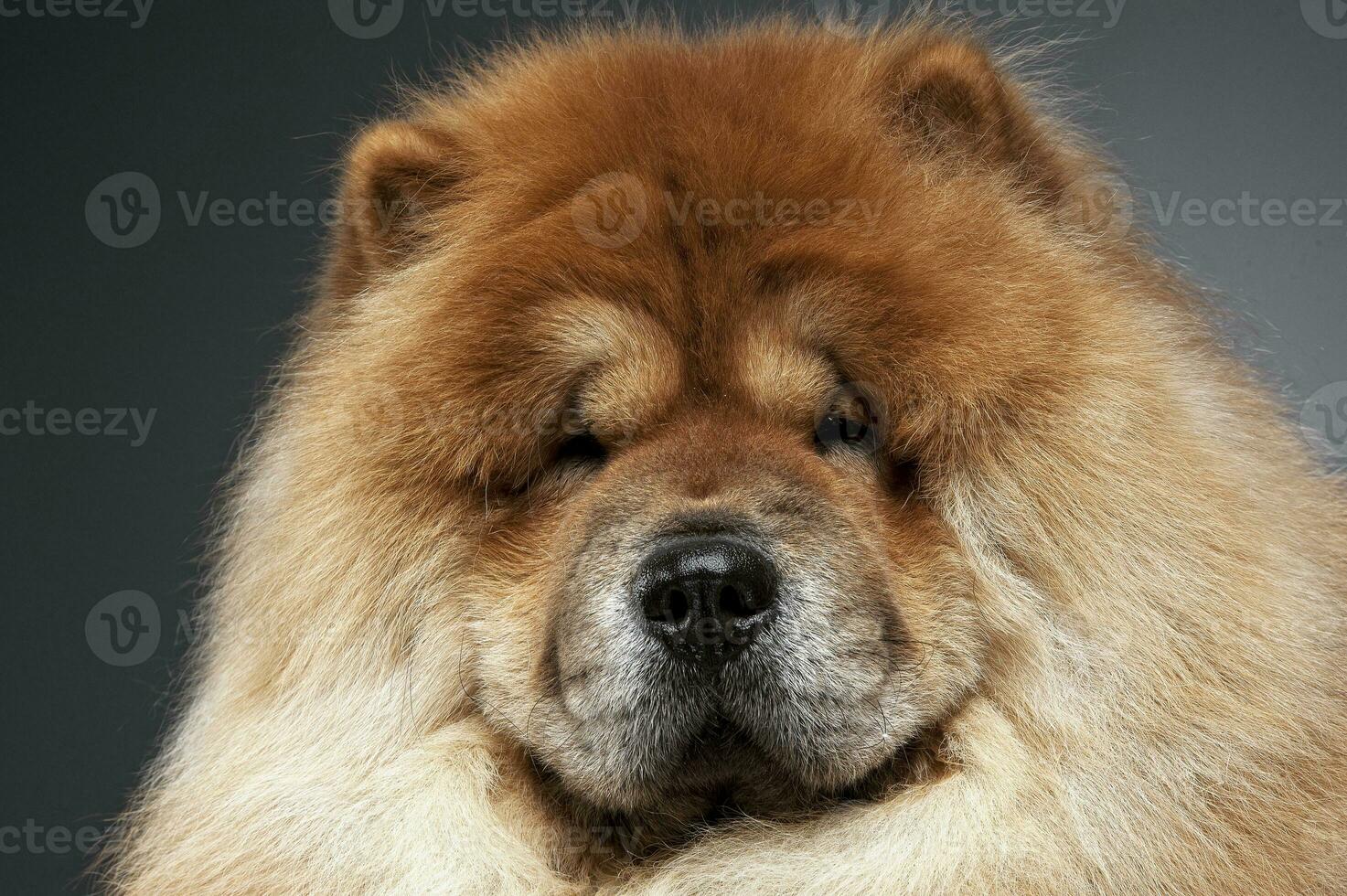 Beautiful chow chow posing in a photo studio