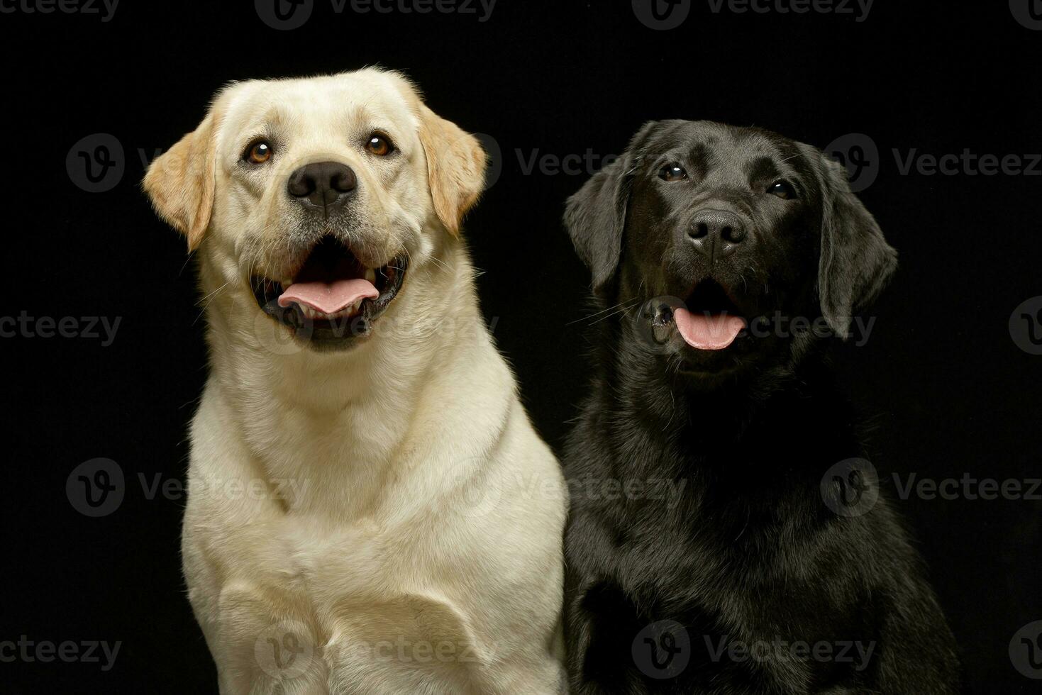 Studio shot of two adorable Labrador retriever photo