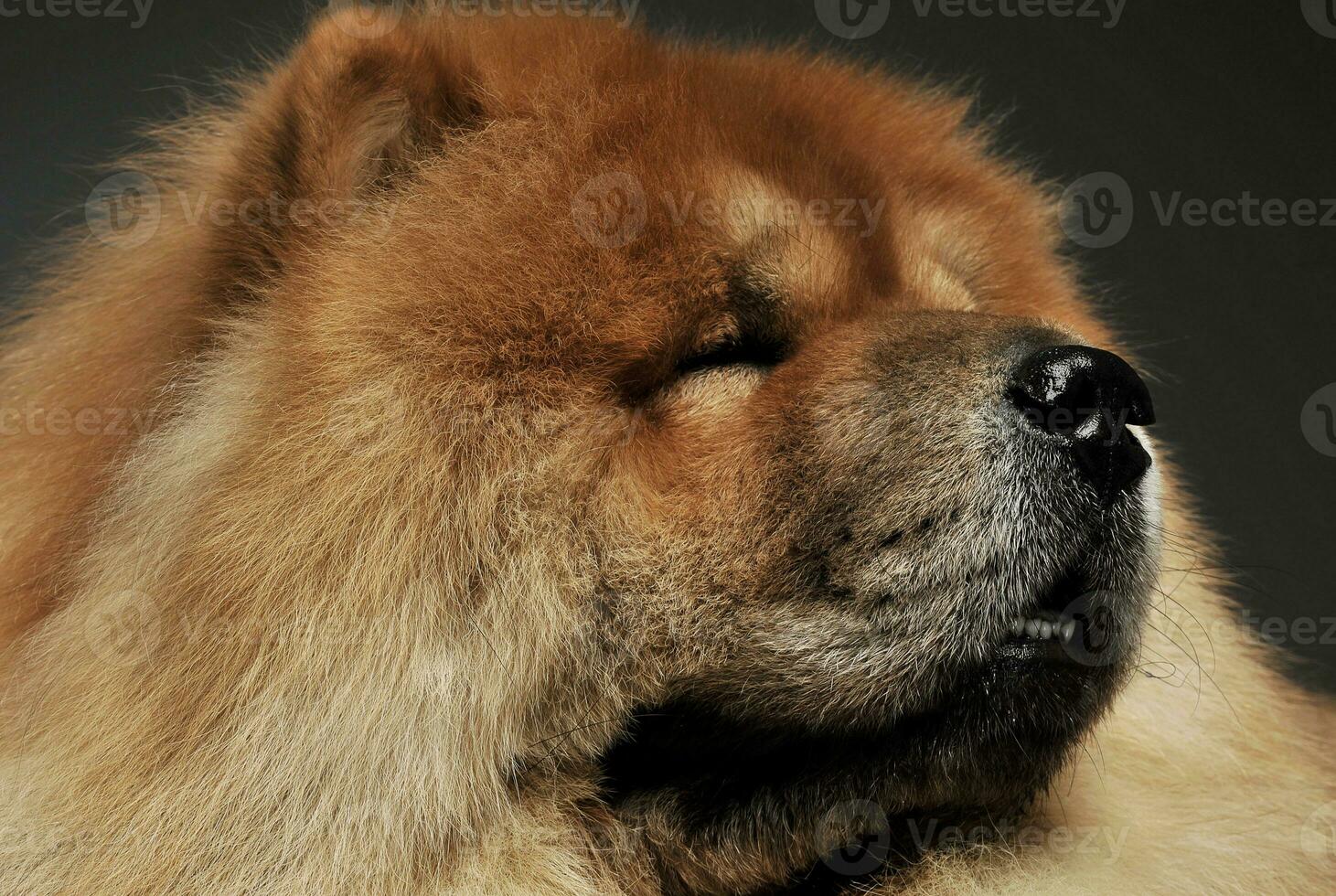 Portrait of an adorable chow chow looking curiously photo