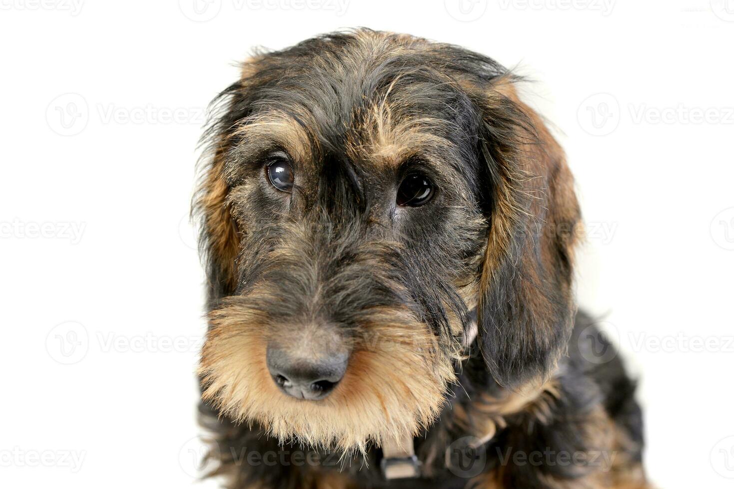 Portrait of an adorable Dachshund photo