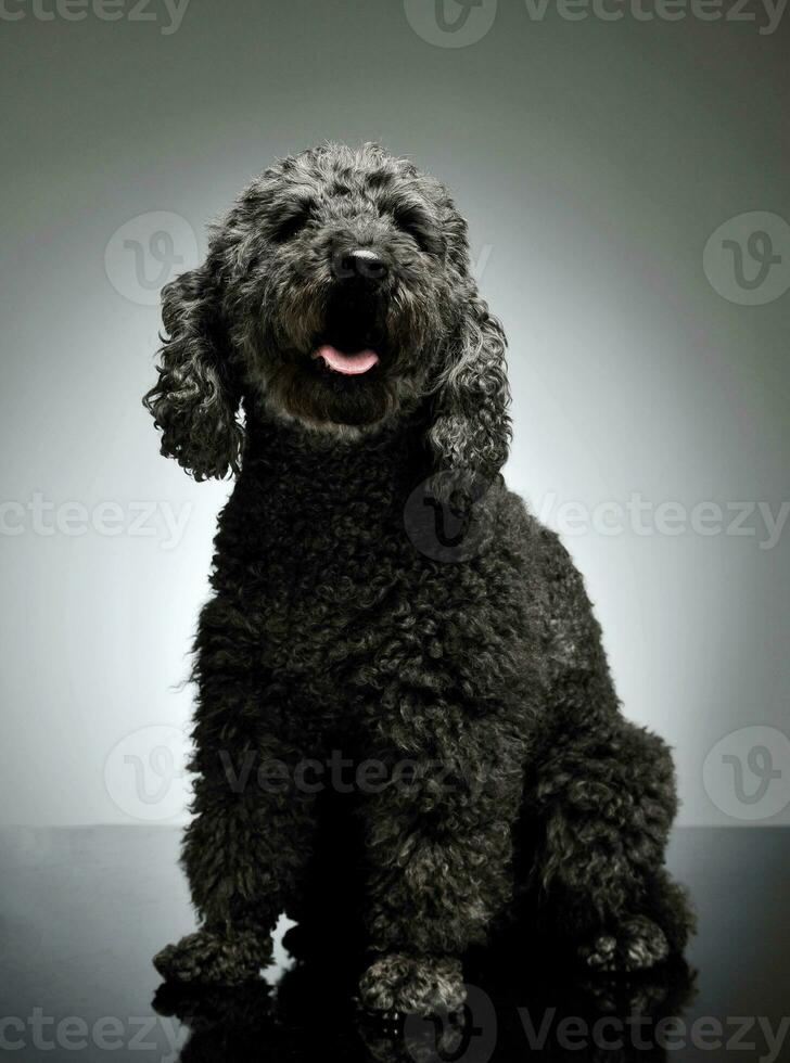 Studio shot of an adorable pumi looking curiously at the camera photo