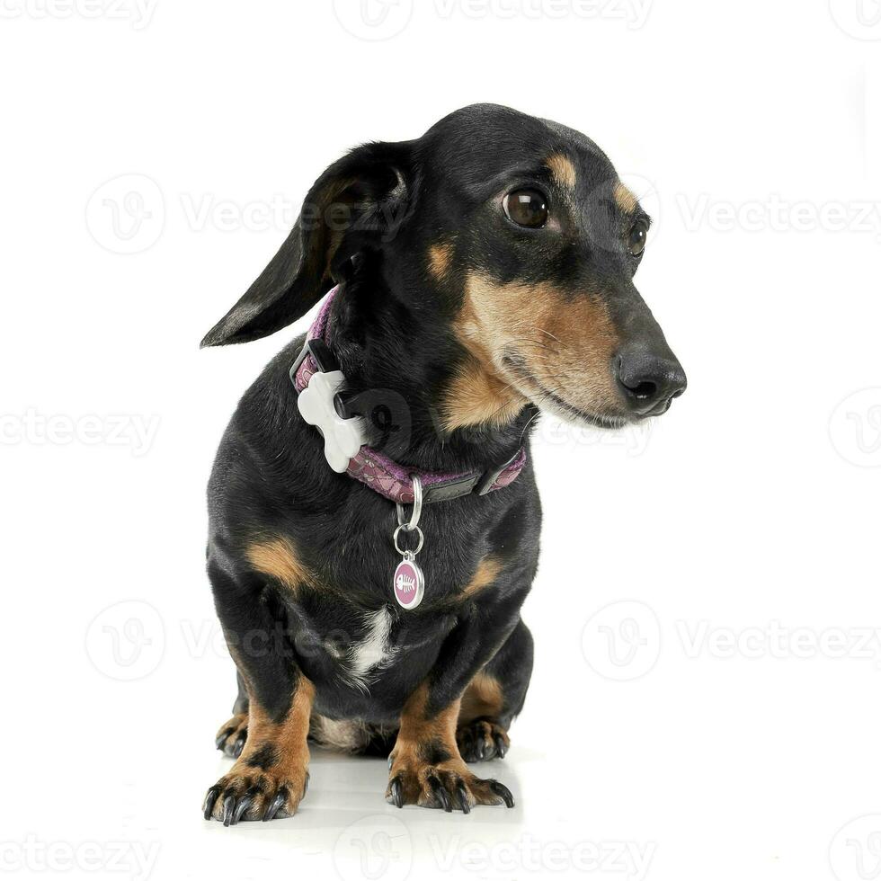 Studio shot of an adorable short haired Dachshund looking shy photo