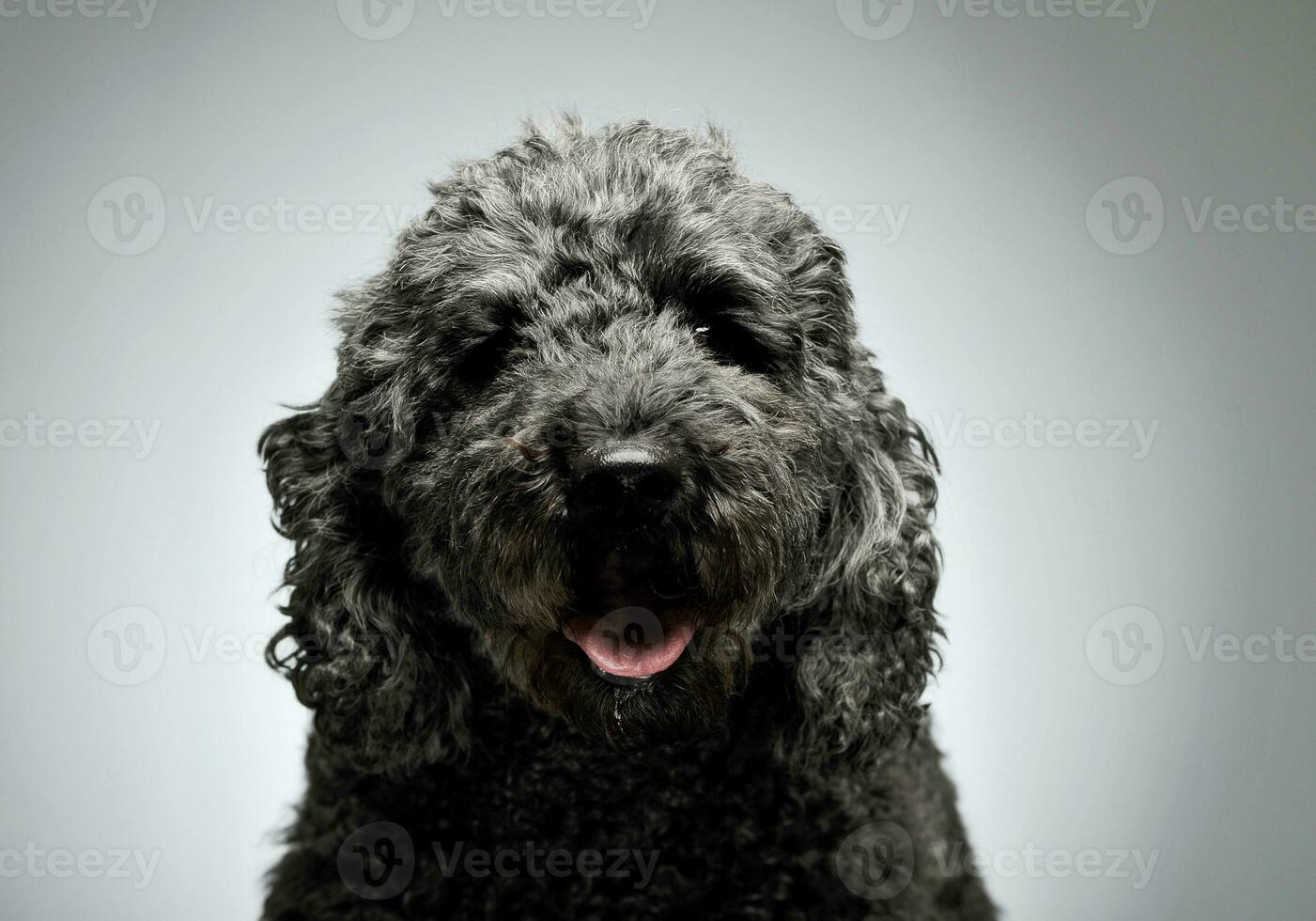 retrato de un adorable pumi mirando curiosamente a el cámara - aislado en gris antecedentes foto