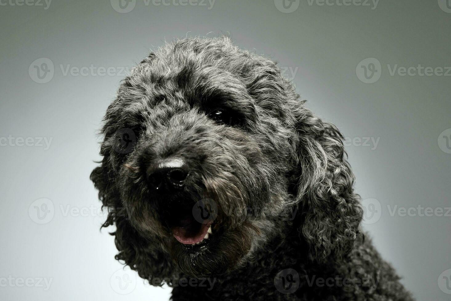 Portrait of an adorable pumi looking curiously at the camera - isolated on grey background photo