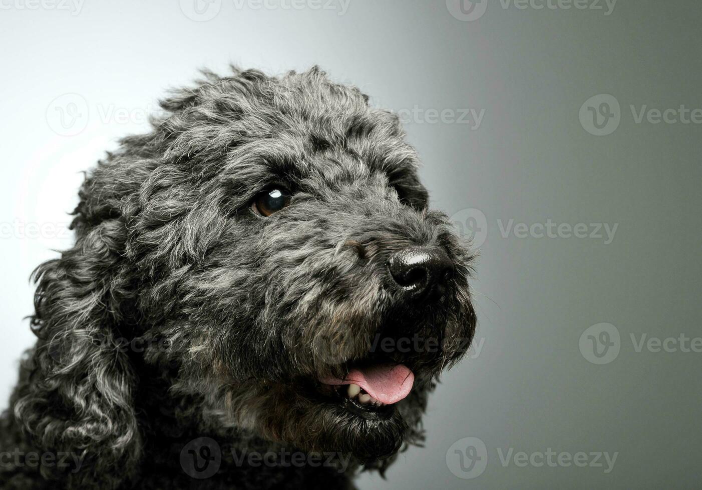 Portrait of an adorable pumi looking curiously - isolated on grey background photo