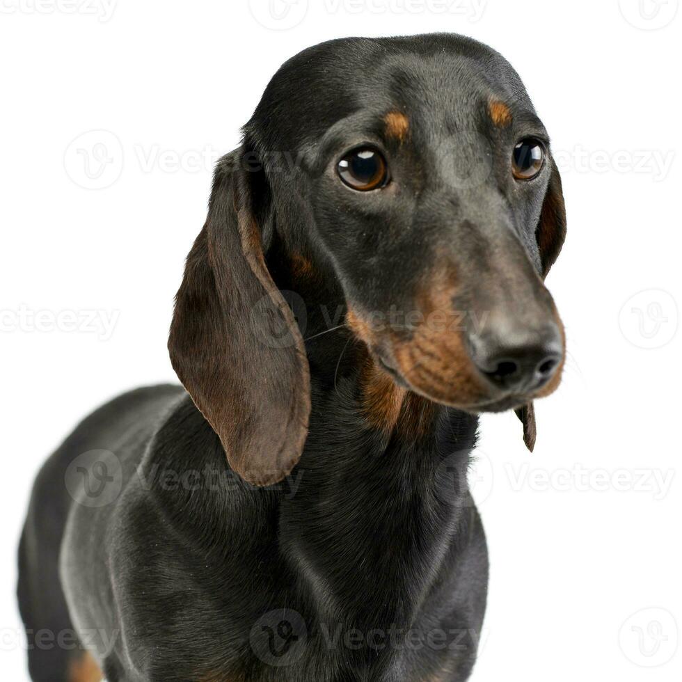 Portrait of an adorable short haired Dachshund photo