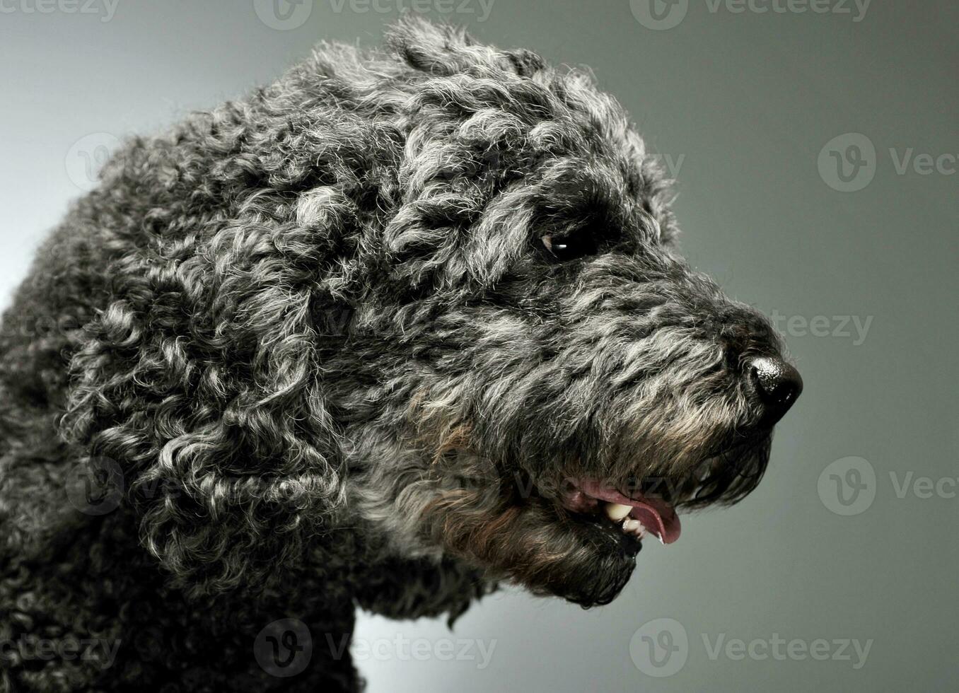 Portrait of an adorable pumi looking curiously - isolated on grey background photo