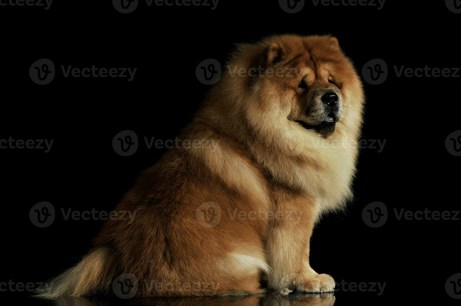 estudio Disparo de un adorable perro chino perro chino sentado y mirando curiosamente foto