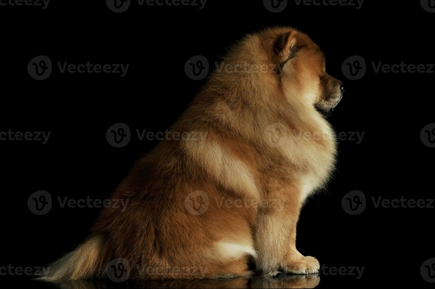 Studio shot of an adorable chow chow sitting on black background photo