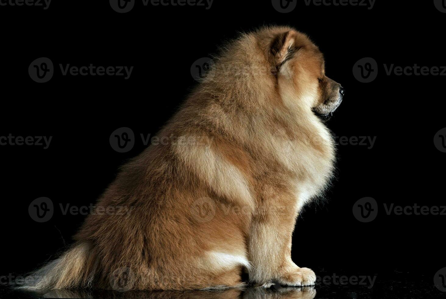 Beautiful chow chow posing in a photo studio