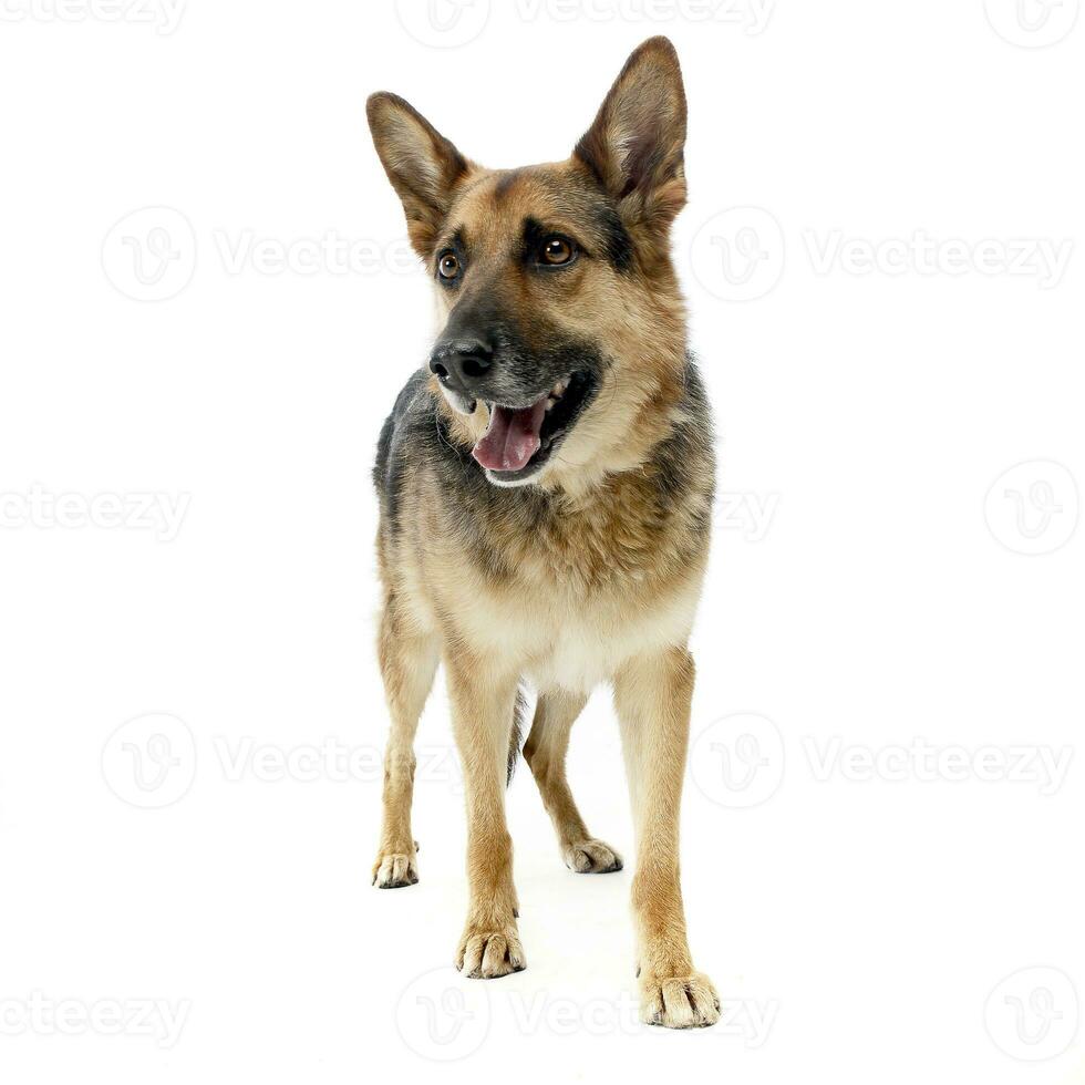 German sherpherd dog posing in a white background studio photo