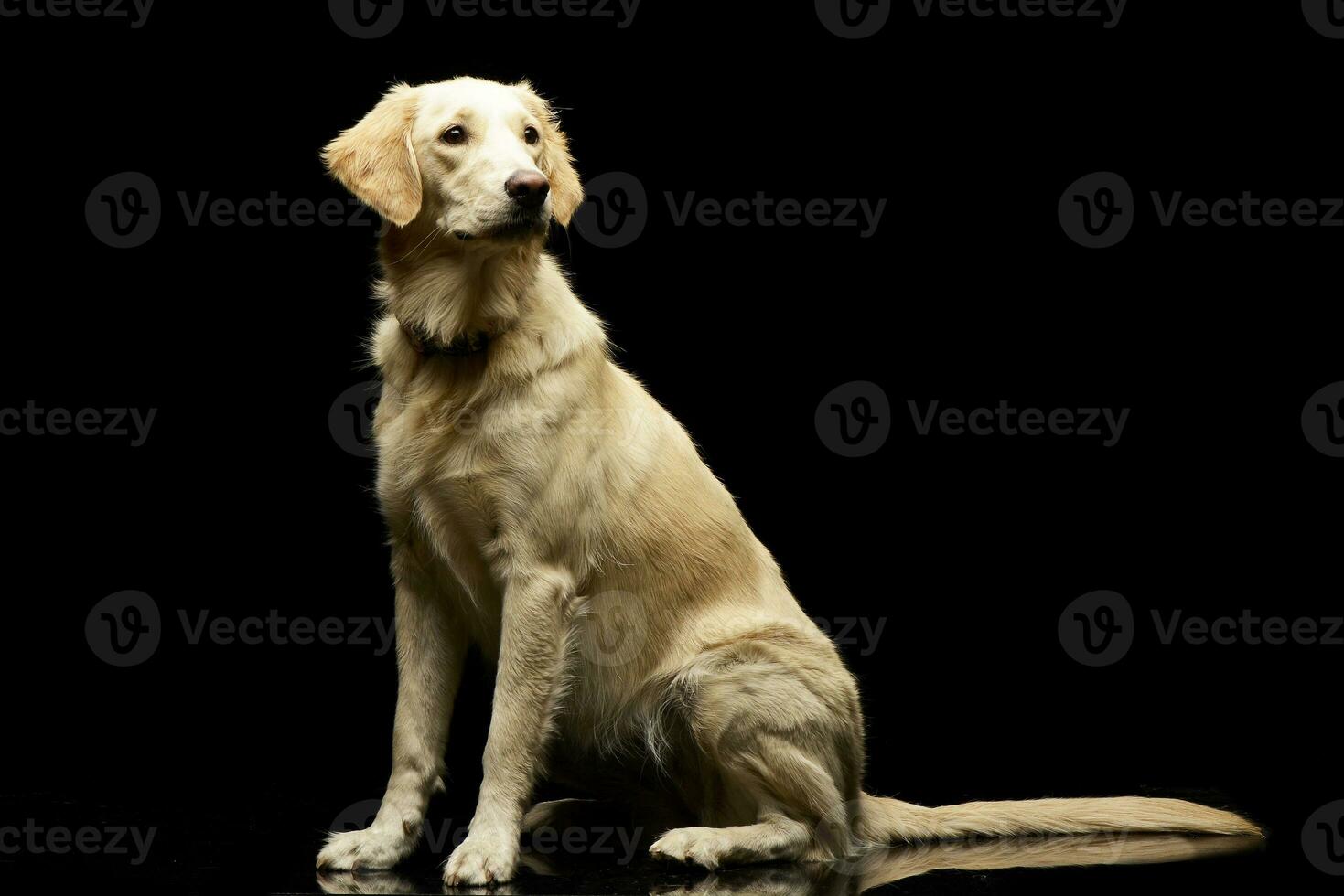 Studio shot of an adorable Golden retriever puppy photo